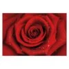 Papier Peint Rose Rouge -Komar || Wenko || Amadeus Soldes Magasin 1000184695 190816 11000000001 IMAGE P000000001000184695