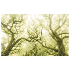 Komar Papier Peint Intissé Green Fire