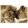Peinture Par Numéro - Couple De Lions -Komar || Wenko || Amadeus Soldes Magasin 1000241043 210219 17373700856 IMAGE P000000001000241043