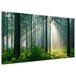 Tableau Magnétique Enlightened Forest -Komar || Wenko || Amadeus Soldes Magasin 1000246252 210219 08370700330 DETAILS P000000001000246252