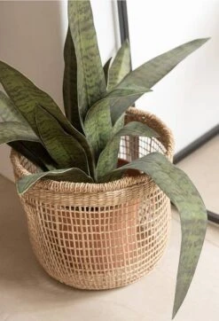 Set De 5 Paniers Oasis -Komar || Wenko || Amadeus Soldes Magasin 2ca04f5081e44ece999c781664456022.cropped 188 85 819 1200.processed