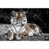 Tableau Mural Tigre En Observation -Komar || Wenko || Amadeus Soldes Magasin 83b56c5eee9840cc83393555e767f318