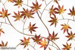 Sculpture Murale Métal Arbre à Vœux -Komar || Wenko || Amadeus Soldes Magasin 94f475e41cc240b39861eb76ae1b5b17