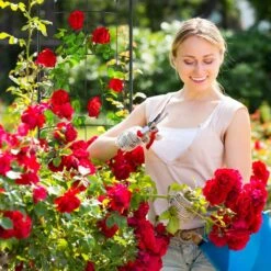 Tuteur Rosier Grimpant Vintage En Métal -Komar || Wenko || Amadeus Soldes Magasin 95a6a84f5c9e4836a4443e5177d84ba5