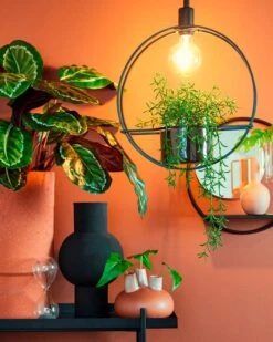 Miroir Mural Phoenix -Komar || Wenko || Amadeus Soldes Magasin 9e528290195a44cc803bc73d23c7bd8f