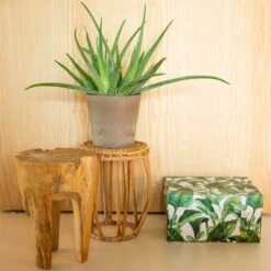 Boite De Rangement Green Leaves -Komar || Wenko || Amadeus Soldes Magasin fedd00354c3648589615d19f96215695
